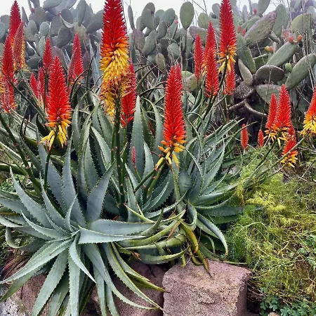 公寓 El Apartamento De Silvia, San Isidro, Tenerife *